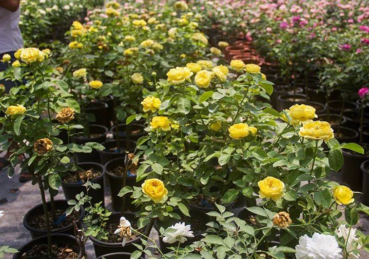 家庭花园中的丰花月季种植实景