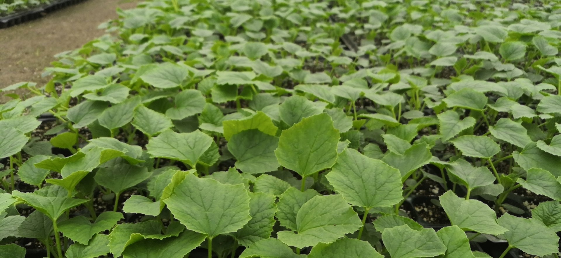 木瓜幼苗在穴盘中整齐生长