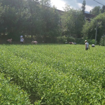 茶叶树苗，陕茶一号，龙井，平阳特早，品种齐全。