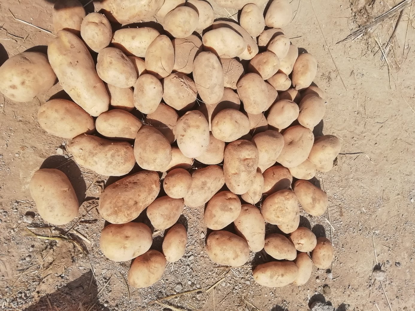 刚刨出的新鲜土豆摊放在竹席上晾晒