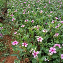 长春花小袋苗大量现货出售