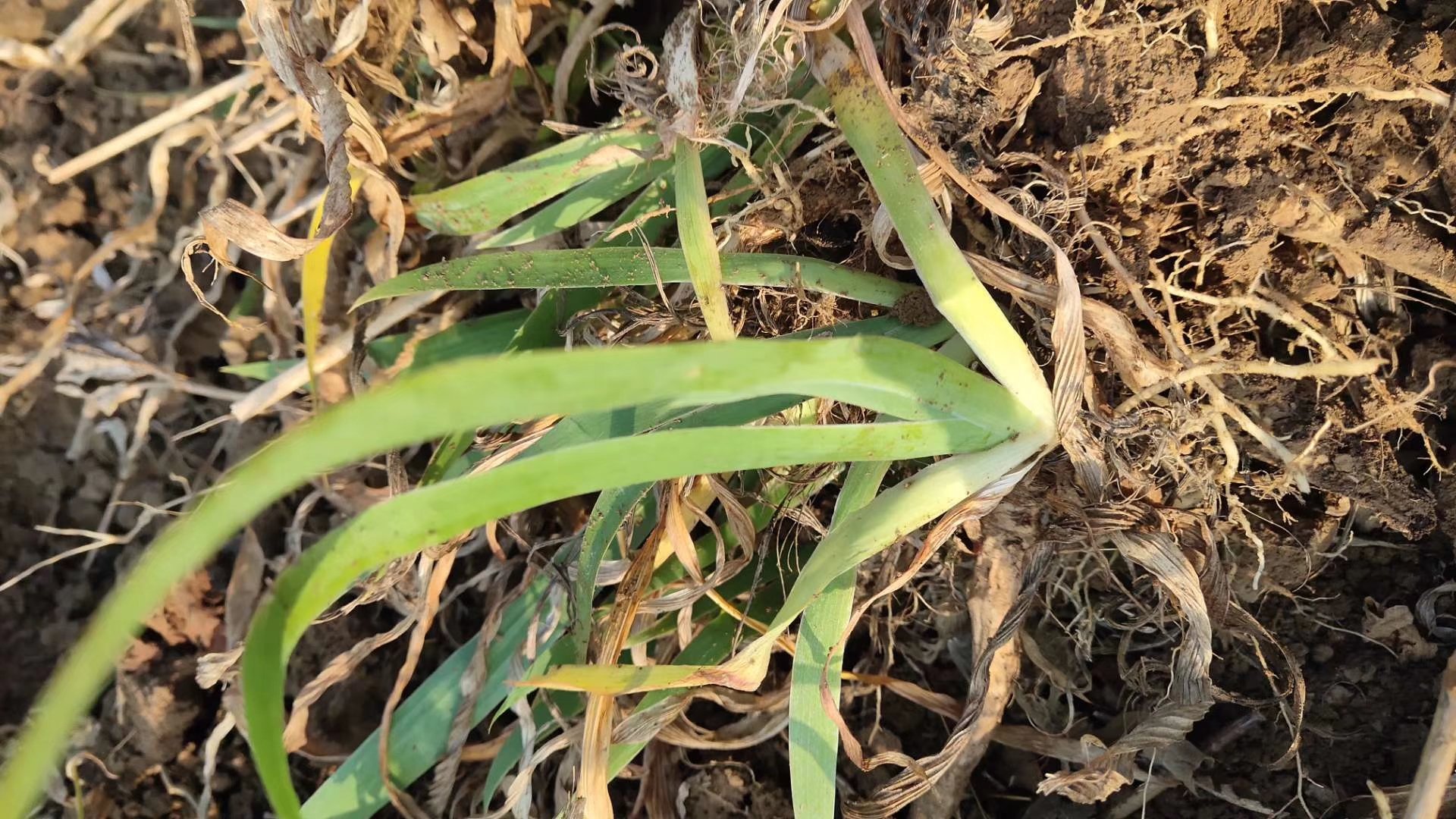 鱼腥草根系结构示意图