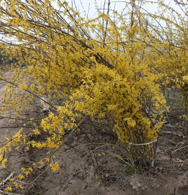 大冠幅东北连翘:乔灌木,落叶灌木,绿化苗木