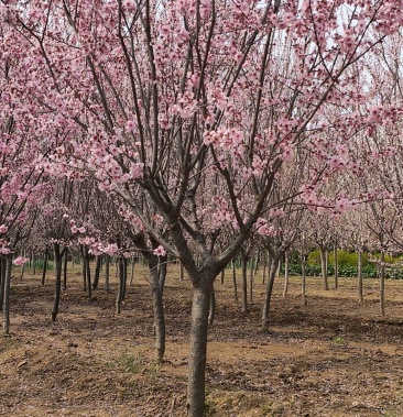 基地出售美人梅地径4公分5公分6公分树形优美