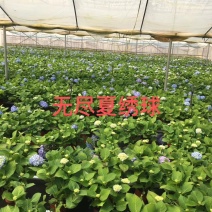 无尽夏绣球苗全国发货，包邮