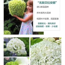 圆锥绣球苗老桩大量出售