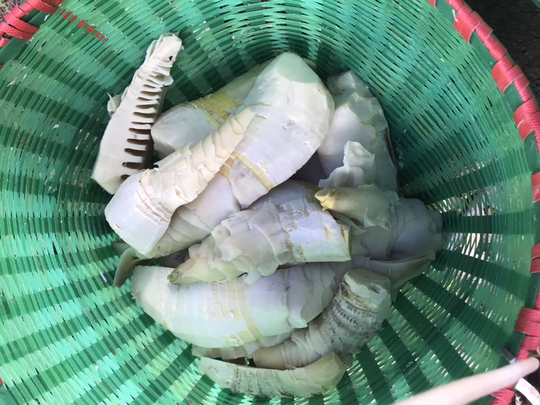 毛笋与细嫩竹笋对比图