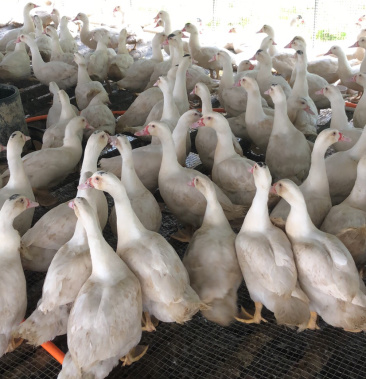 精品农户散养白番鸭小公