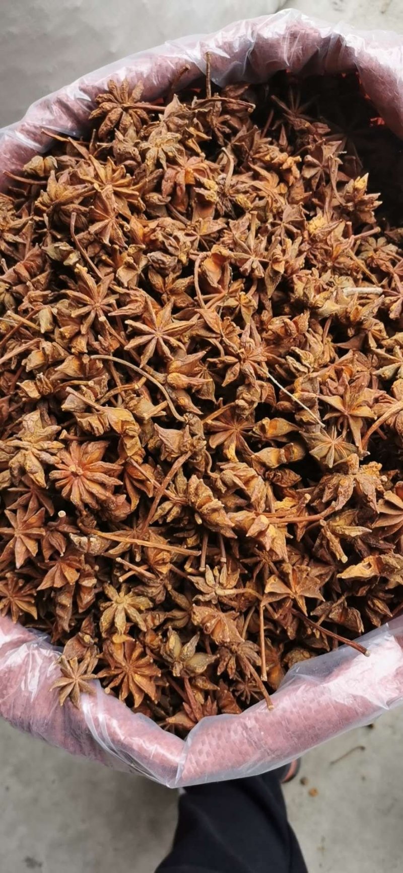 藤县古龙八角原产地!