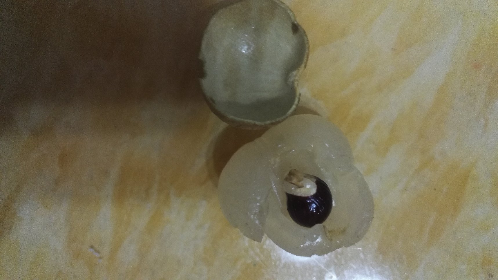 储良龙眼果实特写