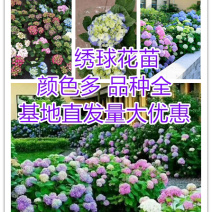【绣球种苗】绣球花苗八仙花种苗无尽夏花苗品种纯正成活率高