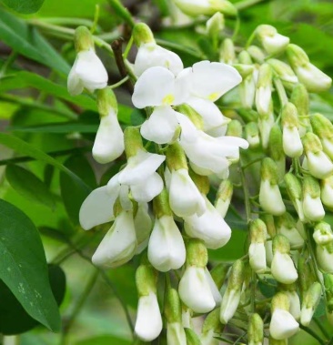 洋槐花新鲜天然野生槐花花苞现摘现发花骨朵速冻槐花脱水槐花