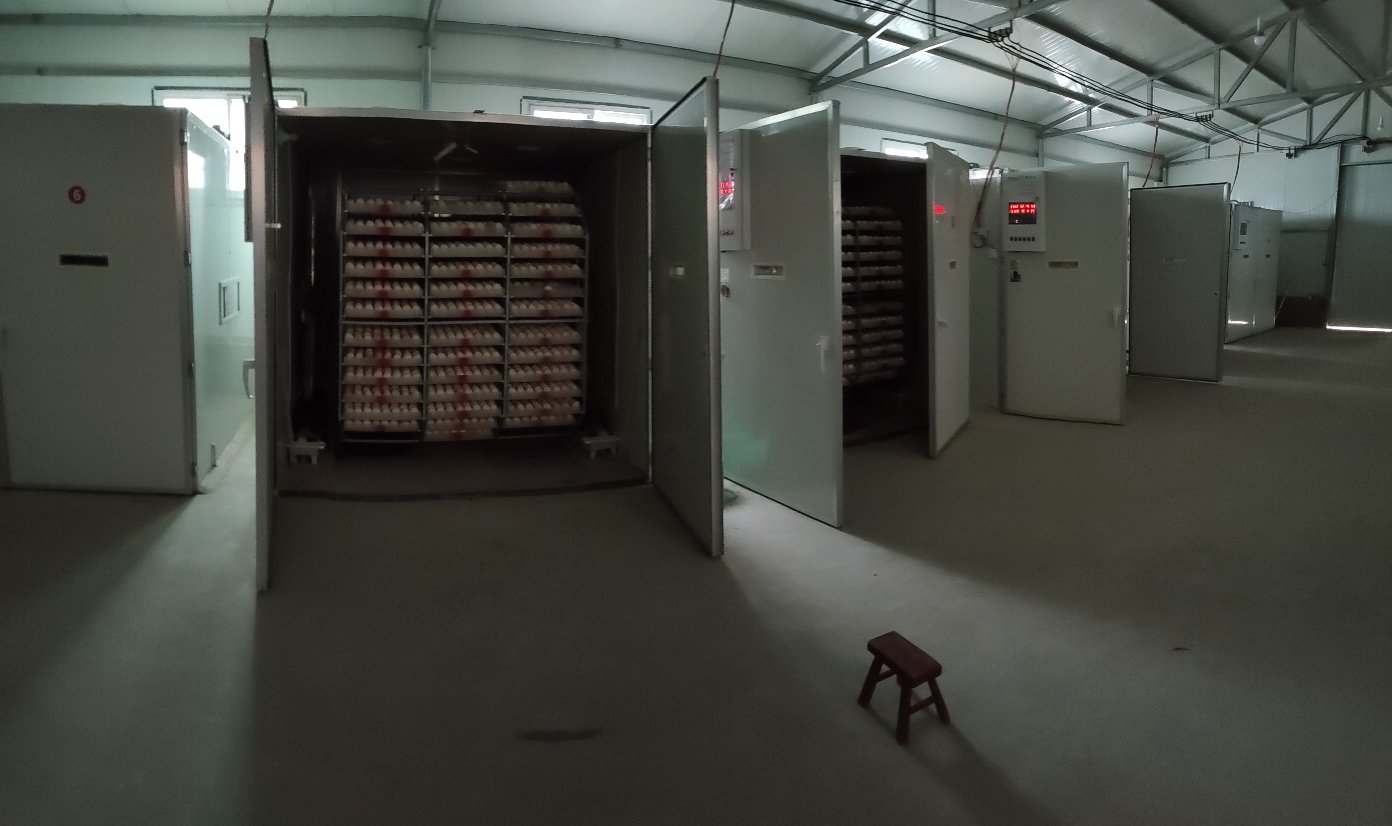 狮头鹅苗孵化场实景