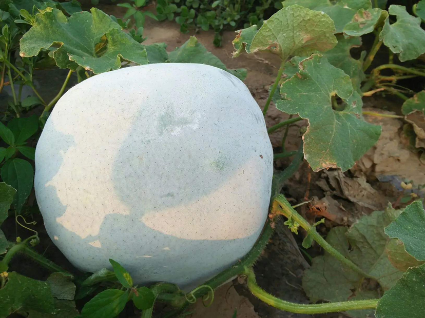 一位农妇在清晨的菜园中弯腰采摘成熟的一串铃冬瓜,藤蔓上挂着四五枚青绿色带白霜的短圆柱形冬瓜,阳光透过叶片洒在瓜身上,背景有露珠闪烁,突出其新鲜自然的生长状态 挑选新鲜一串铃冬瓜