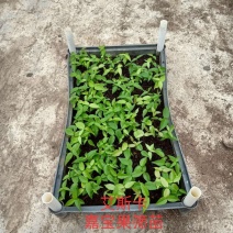 艾斯卡嘉宝果筛苗嘉宝果小袋苗批发花卉果树苗量大从优