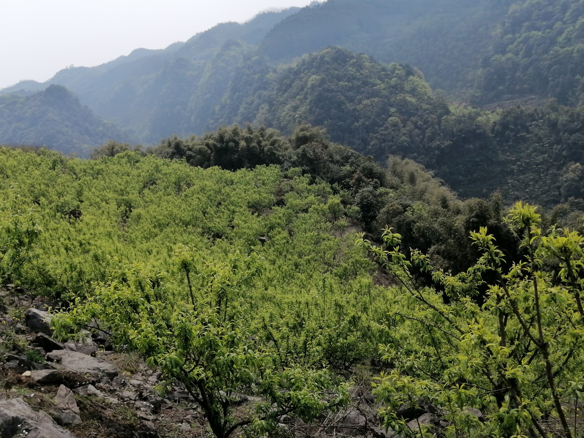 蜂糖李果园实景图