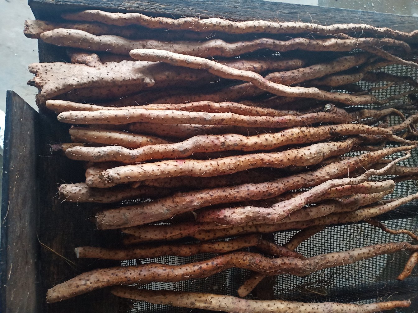 展示包括芋头粉、芋圆、芋头干等多种深加工产品的陈列柜 芭蕉芋深加工产品展示图