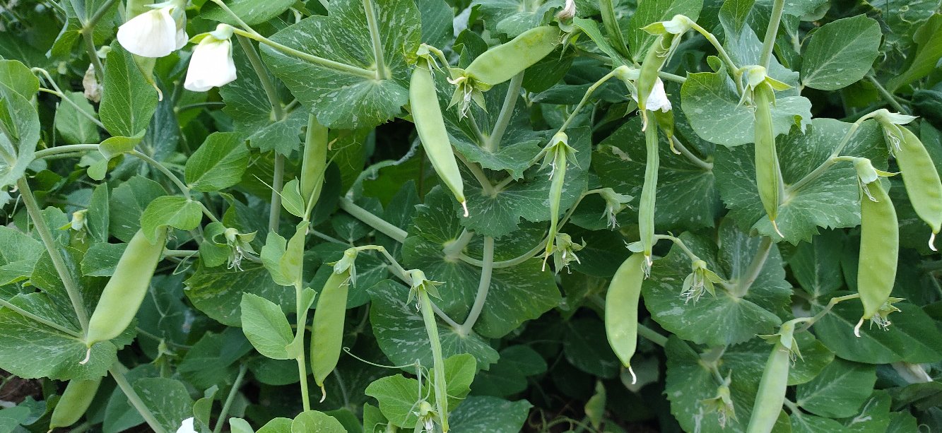 豌豆成熟过程示意图