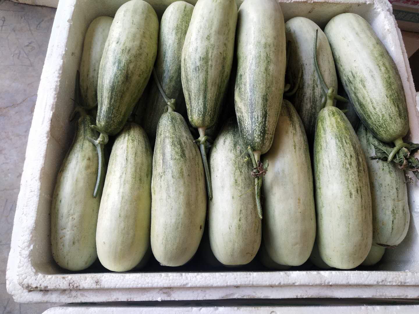 东方蜜1号网纹瓜整体特写