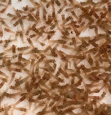 精品小龙虾苗,龙虾苗,小龙虾水花苗,小龙虾种苗,虾苗