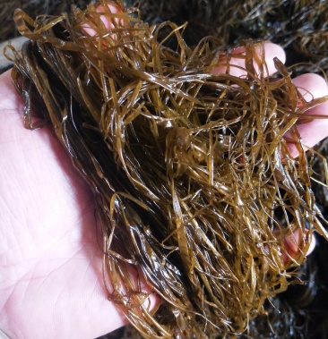 [冰藻参批发]海麻线价格13.00元/斤 - 一亩田