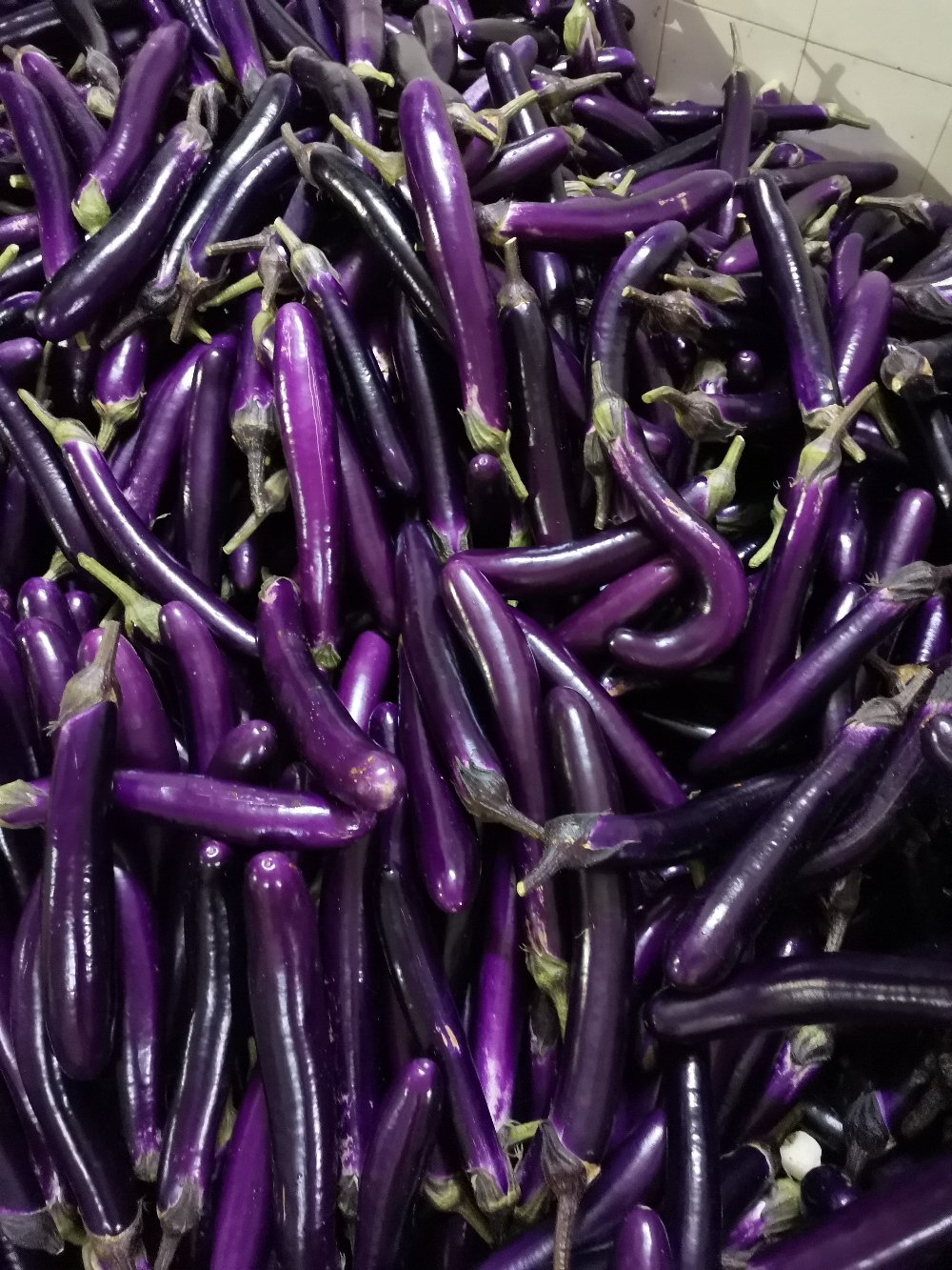 广东湛江徐闻茄子大量上市产地直发量大从优保质保量