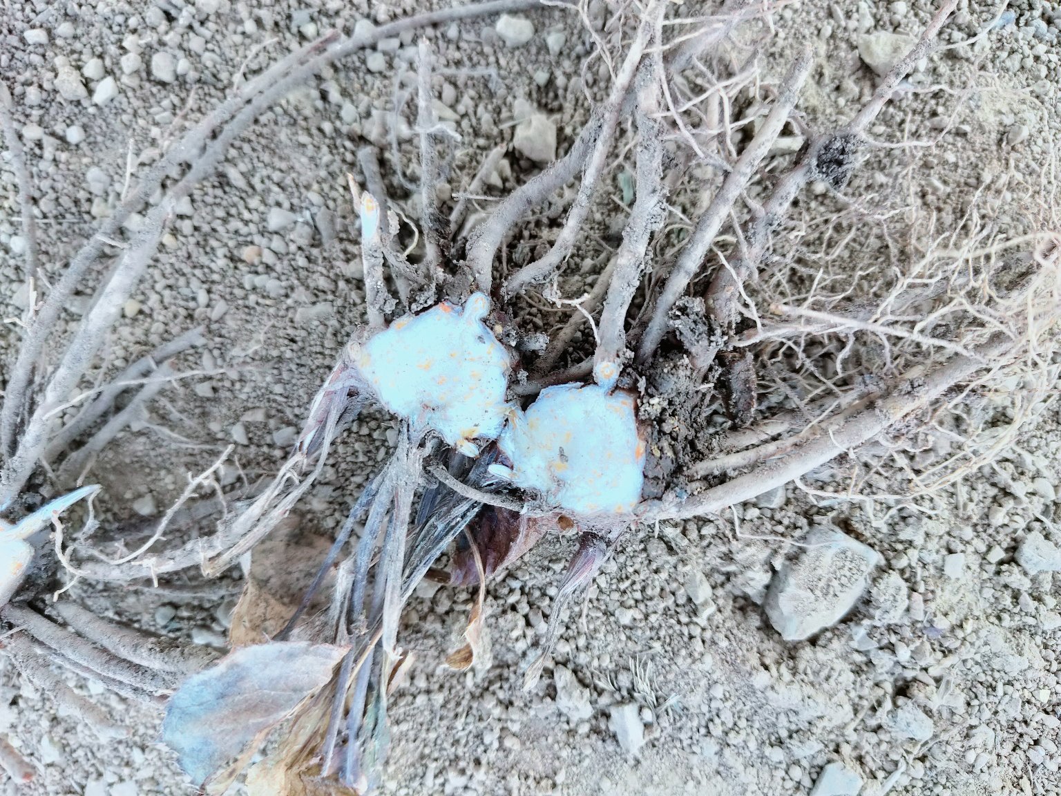 白术药材特写