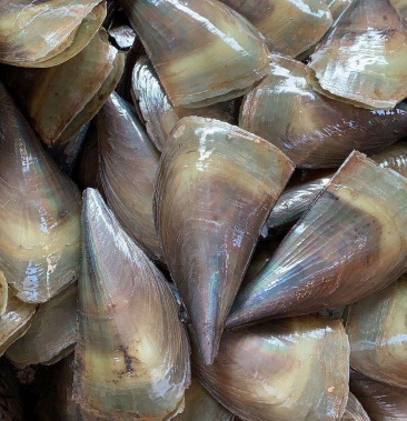 北海带子鲜活带子带子螺肥度够价格优惠