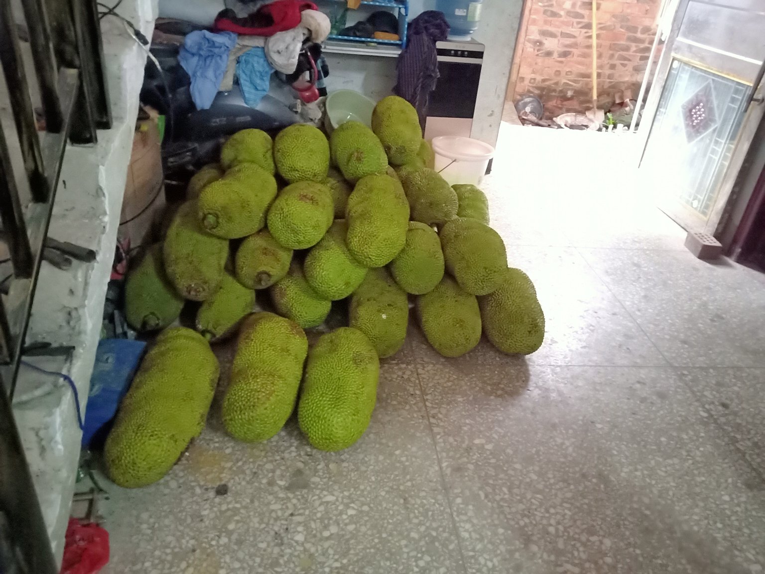 高清微距拍摄:一颗约8公斤重的未成熟菠萝蜜整果,果皮呈均匀青绿色,无明显黄斑或裂纹,表面软刺圆钝未木质化,果蒂处略带浅褐色晕染,体现典型采收初期状态 生菠萝蜜整果特写:青绿色椭圆形果实,表皮布满六角形凸起软刺,果柄粗壮带少量叶痕,置于竹编托盘上,背景为木质厨房台面