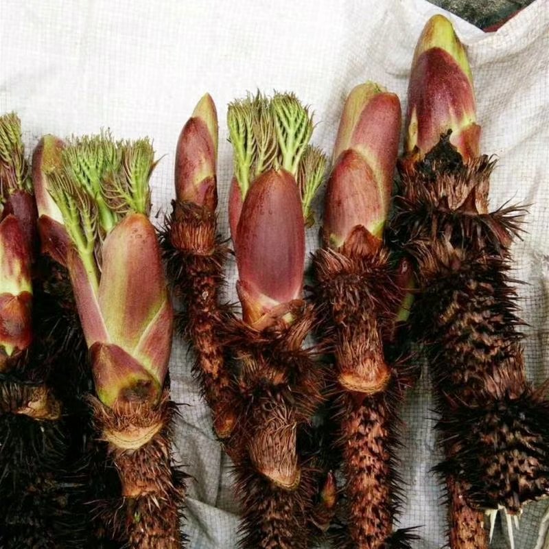 重庆特产刺嫩芽红刺老苞刺龙苞芽香椿树头菜山野生新鲜蔬菜树