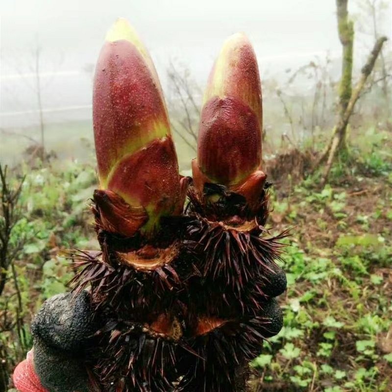重庆特产刺嫩芽红刺老苞刺龙苞芽香椿树头菜山野生新鲜蔬菜树