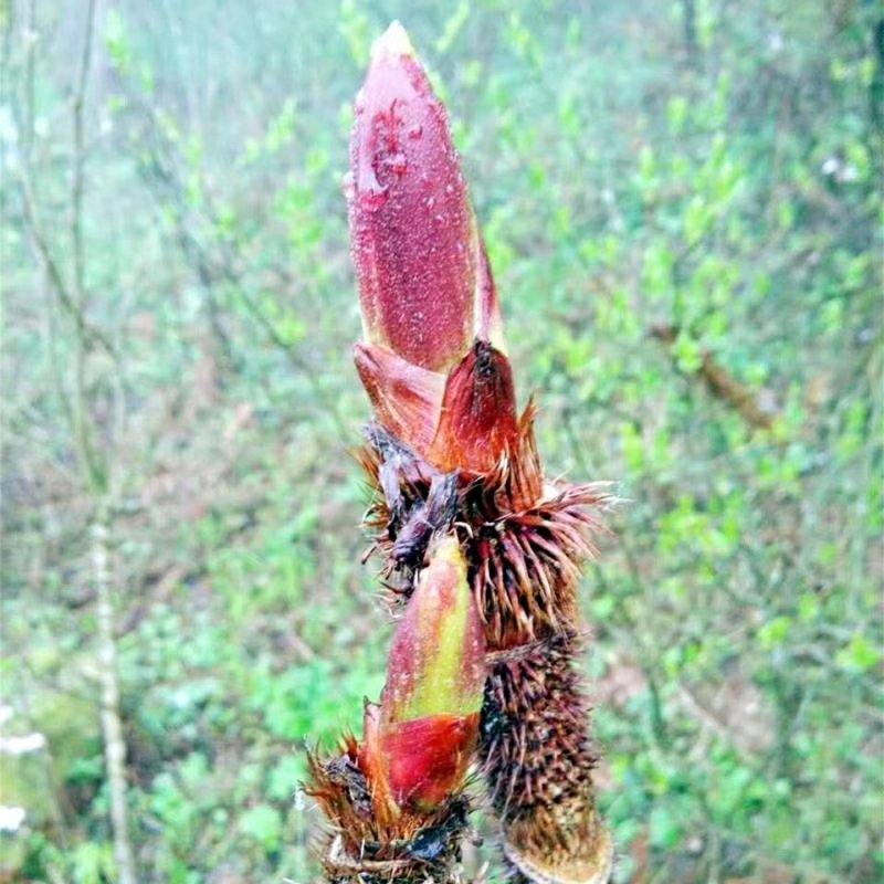 重庆特产刺嫩芽红刺老苞刺龙苞芽香椿树头菜山野生新鲜蔬菜树