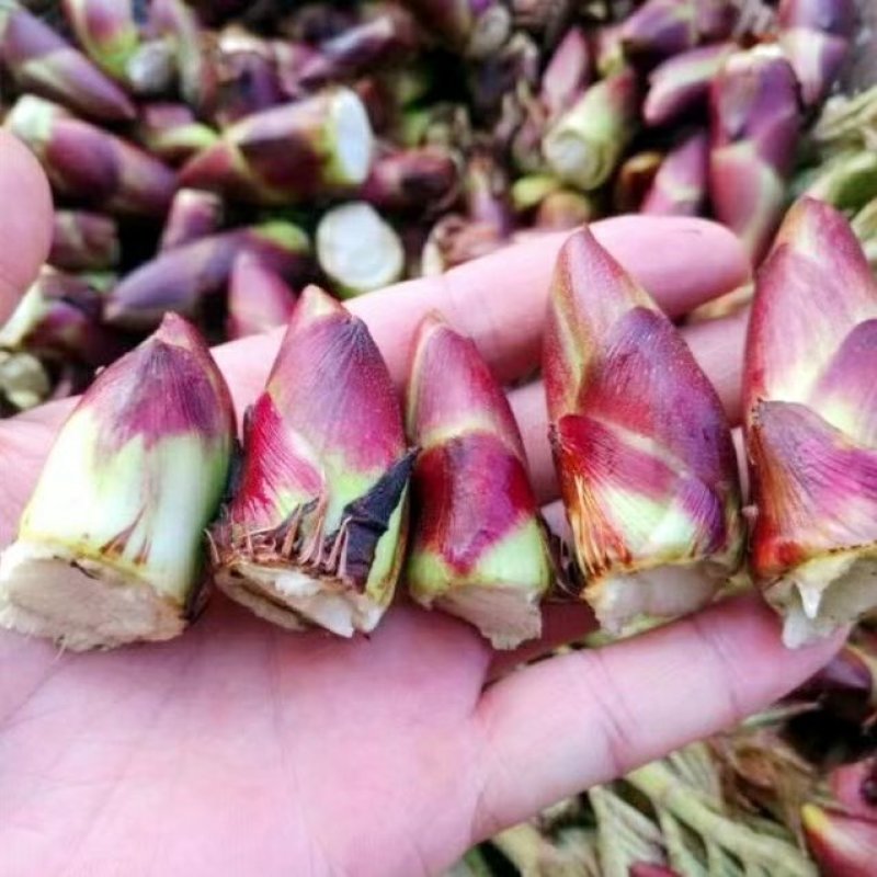 重庆特产刺嫩芽红刺老苞刺龙苞芽香椿树头菜山野生新鲜蔬菜树