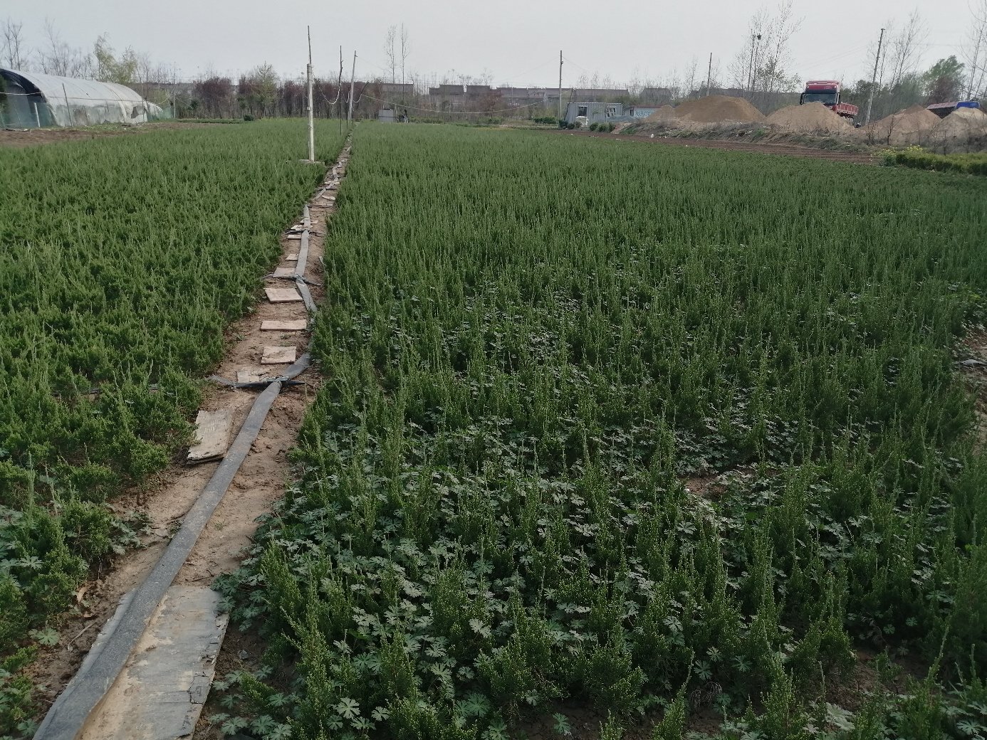 龙柏街道现代农业温室内部,展示智能化种植设备与无土栽培系统 龙柏街道现代农业温室内部