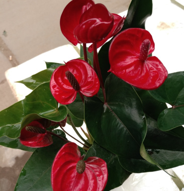 [娇红批发]小娇红掌价格11.00元/棵 - 一亩田