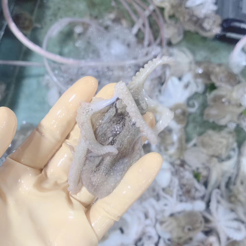 钦州三娘湾海鲜批发