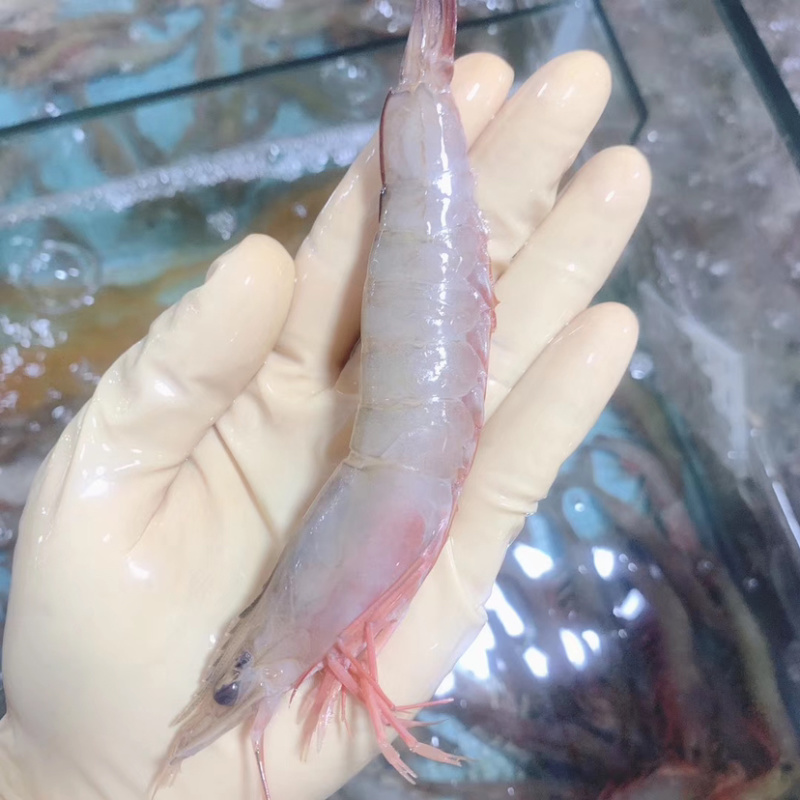 钦州三娘湾海鲜批发