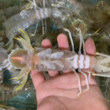 钦州三娘湾海鲜批发