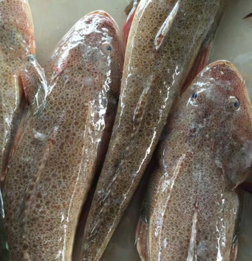 新鲜牛尾鱼辫子鱼狗腿鱼