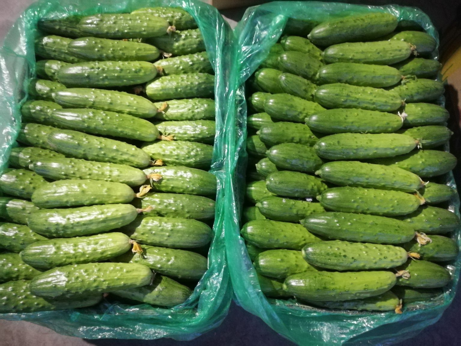 市场摊位上的长短旱黄瓜对比陈列