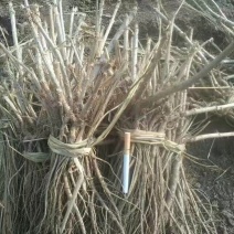 刺嫩芽苗，无死根无烂根，免费提供种植管理技术
