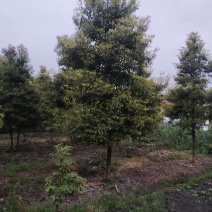 楠木楠木细叶楠木细桢楠