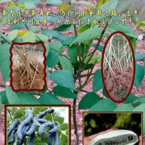 猫屎瓜苗，蓝蕉果苗，新型果树奇特水果猫屎瓜苗，蓝蕉果苗。