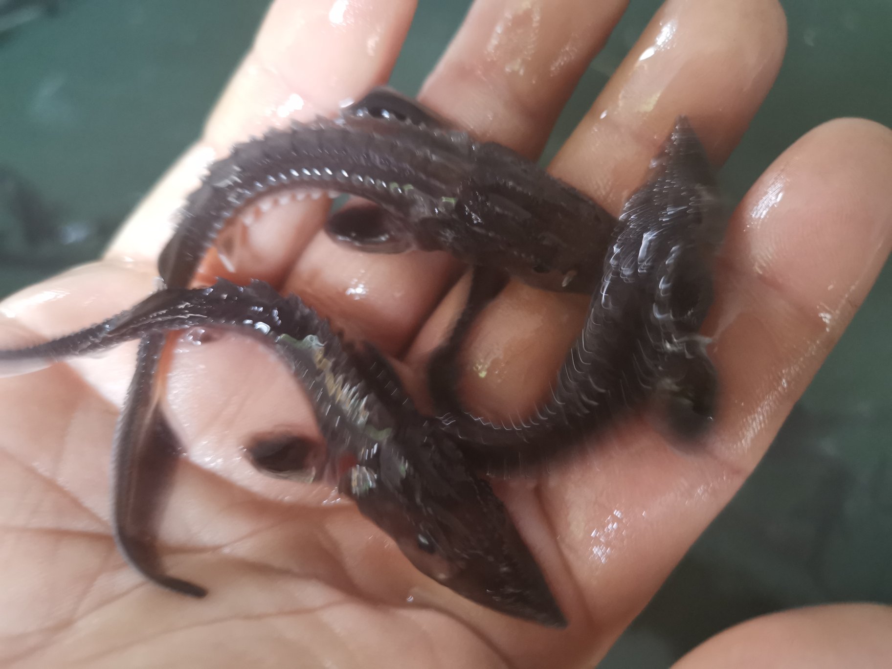 左侧为海兔(Aplysia kurodai)活体照片,呈深褐色椭圆形,头部具两对触角,背部有退化内壳;右侧为中国枪乌贼(Loligo chinensis)标本,身体流线型,具10条腕足与明显鳍瓣,尾部呈锥形。两者体型、结构差异显著,体现头足纲与腹足纲的根本区别 海兔与典型鱿鱼的生物学分类对比图
