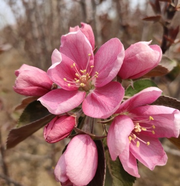基地出售芭蕾舞海棠 地径4-6公分 花色漂亮 工程绿化