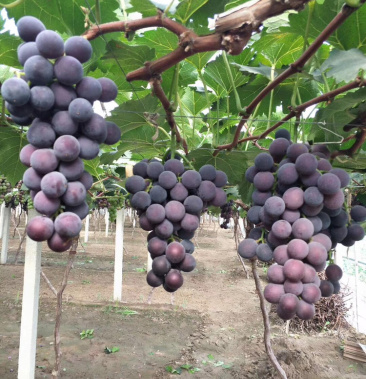 高温大棚精品软枝巨峰葡萄