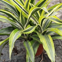 140#巴西铁株型大叶茂观叶