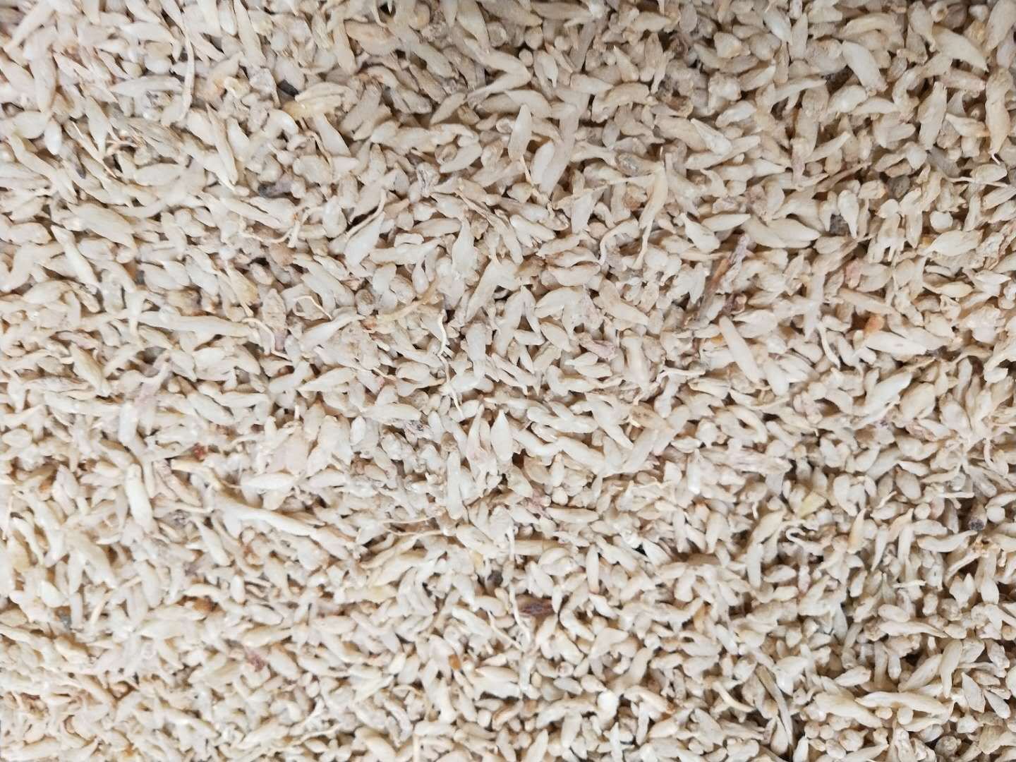 中药房中调配北沙参与其他药材如麦冬、百合组成的方剂,用于养阴润燥 北沙参中药配方图