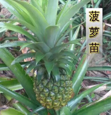 菠萝苗台湾凤梨菠萝苗 本地地菠萝苗基地直销
