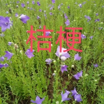 桔梗籽，优质桔梗种子发芽率95左右